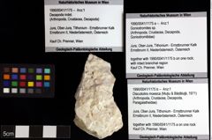 Foto (Objket + Etiketten) von Discutiolira moesica (Muţiu & Bădăluţă, 1971) 